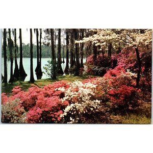 Postcard Florida Beauty Can be seen the with display white dogwood and azaleas